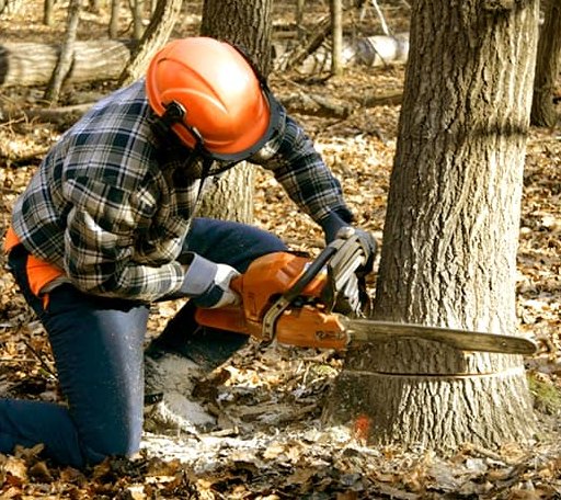 Tree Removal in Ashton, IL